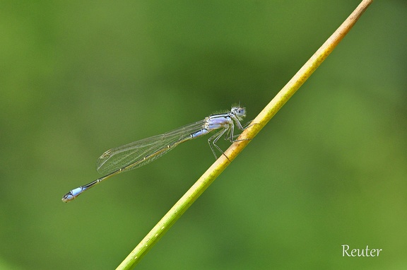 Große Pechlibelle (Ischnura elegans)